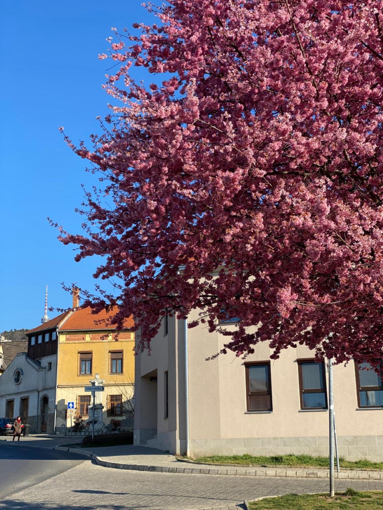 M18 - Csak Egy Lepes A Toertenelmi Belvaros - Free Parking Pécs Extérieur photo